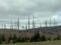 Oberharz bei Torfhaus Bild: Oberharz bei Torfhaus