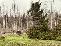Oberharz bei Torfhaus Bild: Oberharz bei Torfhaus