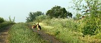 Feldhasen am Sommermorgen Bild: Feldhasen am Sommermorgen