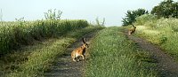 Feldhasen am Sommermorgen Bild: Feldhasen am Sommermorgen
