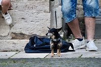 Public Viewing auf dem Neumarkt in Bad Langensalza zum Achtelfinalspiel der EM 2024 - Deutschland gegen Dänemark Bild: Public Viewing auf dem Neumarkt in Bad Langensalza zum Achtelfinalspiel der EM 2024 - Deutschland gegen Dänemark