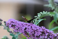 Unterwegs in Wald und Wiese Bild: Unterwegs in Wald und Wiese