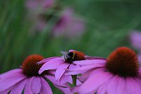Unterwegs in Wald und Wiese Bild: Unterwegs in Wald und Wiese