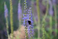 Unterwegs in Wald und Wiese Bild: Unterwegs in Wald und Wiese
