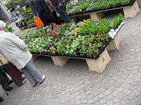 Blumen und mehr Bild: Blumen und mehr