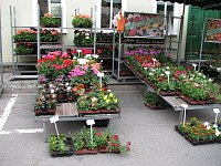 Blumen und mehr Bild: Blumen und mehr