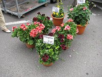 Blumen und mehr Bild: Blumen und mehr
