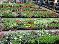 Blumen und mehr Bild: Blumen und mehr