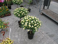 Blumen und mehr Bild: Blumen und mehr