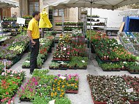 Blumen und mehr Bild: Blumen und mehr