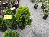 Blumen und mehr Bild: Blumen und mehr
