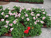 Blumen und mehr Bild: Blumen und mehr