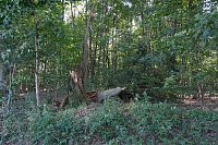 Peter Blei beim Waldspaziergang Bild: Peter Blei beim Waldspaziergang