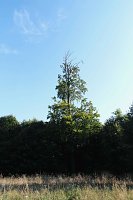 Peter Blei beim Waldspaziergang Bild: Peter Blei beim Waldspaziergang