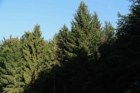 Peter Blei beim Waldspaziergang Bild: Peter Blei beim Waldspaziergang