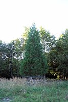 Peter Blei beim Waldspaziergang Bild: Peter Blei beim Waldspaziergang