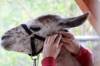 Bild: Unterwegs mit den Unstrut Lamas aus Herbsleben