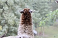 Bild: Unterwegs mit den Unstrut Lamas aus Herbsleben