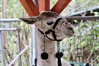 Bild: Unterwegs mit den Unstrut Lamas aus Herbsleben