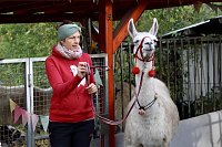 Bild: Unterwegs mit den Unstrut Lamas aus Herbsleben