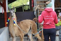 Bild: Unterwegs mit den Unstrut Lamas aus Herbsleben