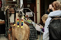 Bild: Unterwegs mit den Unstrut Lamas aus Herbsleben