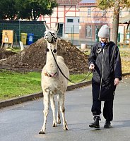 Bild: Unterwegs mit den Unstrut Lamas aus Herbsleben