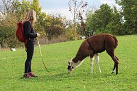 Bild: Unterwegs mit den Unstrut Lamas aus Herbsleben