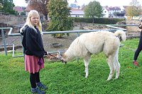 Bild: Unterwegs mit den Unstrut Lamas aus Herbsleben