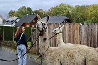 Bild: Unterwegs mit den Unstrut Lamas aus Herbsleben