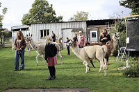 Bild: Unterwegs mit den Unstrut Lamas aus Herbsleben