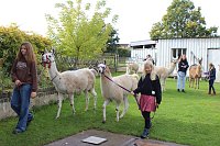 Bild: Unterwegs mit den Unstrut Lamas aus Herbsleben