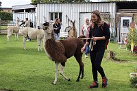 Bild: Unterwegs mit den Unstrut Lamas aus Herbsleben