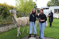 Bild: Unterwegs mit den Unstrut Lamas aus Herbsleben