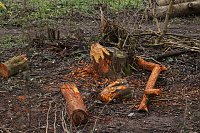 Bild: Biberbau-Drainage in der Salza
