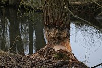 Bild: Biberbau-Drainage in der Salza