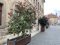 Das Jahr 2024 in Bad Langensalza - Kamelie am Alten Rathaus Bild: Das Jahr 2024 in Bad Langensalza - Kamelie am Alten Rathaus