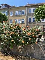 Das Jahr 2024 in Bad Langensalza - Rosenpracht am Töpfermarkt Bild: Das Jahr 2024 in Bad Langensalza - Rosenpracht am Töpfermarkt