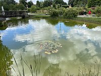 Das Jahr 2024 in Bad Langensalza - Seerosen im Rosengarten Bild: Das Jahr 2024 in Bad Langensalza - Seerosen im Rosengarten