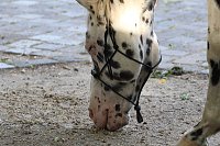Das Jahr 2024 in Bad Langensalza - Appaloosa Wallach (Showpferd) beim Mittelalterfest Bild: Das Jahr 2024 in Bad Langensalza - Appaloosa Wallach (Showpferd) beim Mittelalterfest