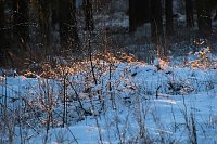 Bild: Winterlicher Harzausflug mit Kamera