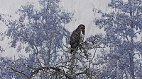 Bild: Winter in der Goldenen Aue