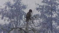 Bild: Winter in der Goldenen Aue