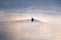 Bild: Besuch am Stausee