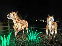 Magische Lichterwelten in Halle Bild: Magische Lichterwelten in Halle