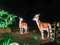 Magische Lichterwelten in Halle Bild: Magische Lichterwelten in Halle