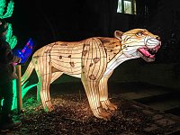 Magische Lichterwelten in Halle Bild: Magische Lichterwelten in Halle