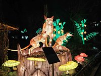 Magische Lichterwelten in Halle Bild: Magische Lichterwelten in Halle
