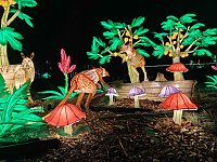 Magische Lichterwelten in Halle Bild: Magische Lichterwelten in Halle