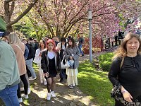 Hanami im Japanischen Garten Bild: Hanami im Japanischen Garten